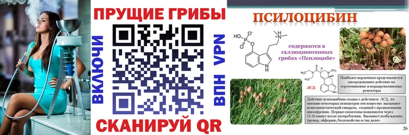 Галлюциногенные грибы Psilocybe  купить  цена  Рузаевка 